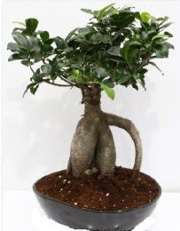 5 ya��nda japon a�ac� bonsai bitkisi  G�lba�� �i�ek sipari�i yurti�i ve yurtd��� �i�ek sipari�i 