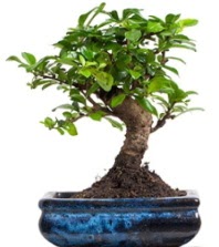 5 ya��nda japon a�ac� bonsai bitkisi  Ankara G�lba�� hediye sevgilime hediye �i�ek 