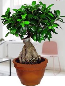 5 ya��nda japon a�ac� bonsai bitkisi  G�lba�� ankara �i�ek g�nderme sitemiz g�venlidir 