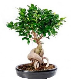 Bonsai Japon a�ac� saks� bitkisi  Ankara G�lba��ndaki �i�ek�iler ankara �i�ek sat��� 