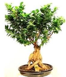 Bonsai Japon a�ac� saks� bitkisi  G�lba�� �i�ek�i g�venli kaliteli h�zl� �i�ek 