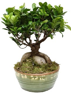 Japon a�ac� bonsai saks� bitkisi  Ankaradaki �i�ek�iler G�lba�� cicek , cicekci 