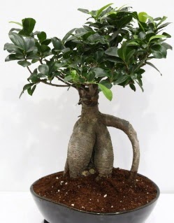 Japon a�ac� bonsai saks� bitkisi  Ankara G�lba�� �i�ek�i uluslararas� �i�ek g�nderme 
