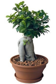 Japon a�ac� bonsai saks� bitkisi  Ankara G�lba�� 14 �ubat sevgililer g�n� �i�ek 