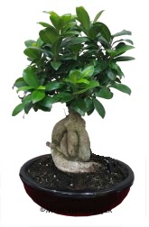 Japon ağacı bonsai saksı bitkisi  Gölbaşı ankara çiçek servisi , çiçekçi adresleri 