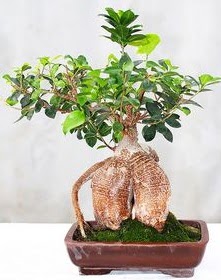 Japon a�ac� bonsai saks� bitkisi  G�lba�� ankara �i�ek servisi , �i�ek�i adresleri 