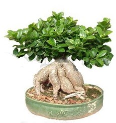 Japon a�ac� bonsai saks� bitkisi  Ankara G�lba�� 14 �ubat sevgililer g�n� �i�ek 