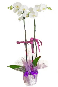 2 dall beyaz orkide sat  Ankara Glba hediye sevgilime hediye iek 