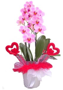 2 dall� mor orkide 2 kalp �ubuk  ankara G�lba�� �i�ek ma�azas� , �i�ek�i adresleri 
