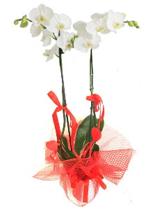 2 dall beyaz orkide bitkisi  Glba ieki telefonlar 