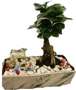 Japon a�ac� bonsai sat���  G�lba��na �i�ek , �i�ek�i , �i�ek�ilik 