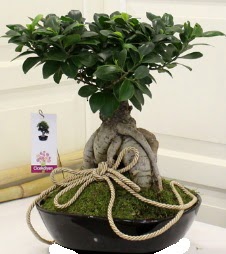 Japon ağacı bonsai satışı  Çiçekçi Gölbaşı çiçekçi mağazası 