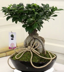 Japon a�ac� bonsai sat���  �i�ek�i G�lba�� �i�ek�i ma�azas� 