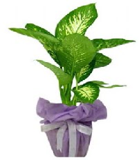 80 cm B�y�k boy Tropik saks� bitkisi  G�lba��na �i�ek , �i�ek�i , �i�ek�ilik 