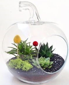 Elma Terrarium orta boy 5 kakt�s  G�lba�� �i�ek sipari�i yurti�i ve yurtd��� �i�ek sipari�i 