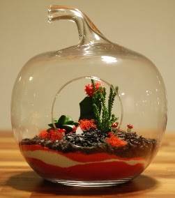 Elma Terrarium 3 kakt�s orta boy  Ankara G�lba��ndaki �i�ek�iler ankara �i�ek sat��� 