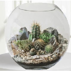 Cam fanus Terrarium 5 kakt�s  G�lba�� �i�ek�iler  �i�ek sipari�i sitesi 
