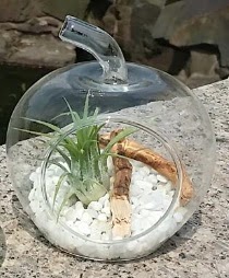 Elma k���k boy terrarium 1 kakt�s  G�lba�� �i�ek kaliteli taze ve ucuz �i�ekler 