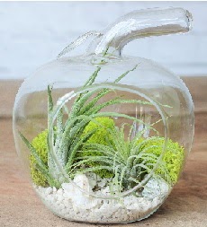 Elma terrarium k���k boy 2 kakt�s  G�lba�� �i�ek yolla , �i�ek g�nder , �i�ek�i  