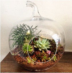 Orta boy elma terrarium 3 kakt�sl�  G�lba�� �i�ek sipari�i yurti�i ve yurtd��� �i�ek sipari�i 