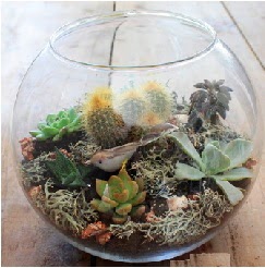 Cam fanusta 7 kakt�sl� terrarium  G�lba�� �i�ek kaliteli taze ve ucuz �i�ekler 