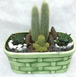 Seramik i�erisinde 5 kakt�sl� terrarium  G�lba�� �i�ek g�nder cicekciler , cicek siparisi 