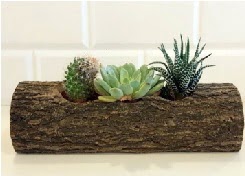 Ah�ap k�t�k 3 kakt�s terrarium  ankara G�lba�� �i�ek ma�azas� , �i�ek�i adresleri 