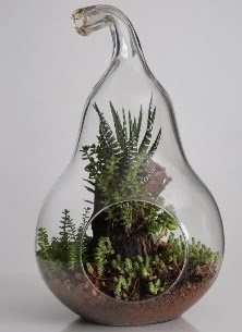 Armut cam k���k boy terrarium  �i�ek�i G�lba�� �i�ek�i ma�azas� 