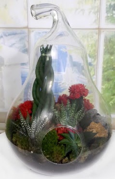 5 adet kakt�s orta boy armut terrarium  G�lba�� �i�ek�i g�venli kaliteli h�zl� �i�ek 