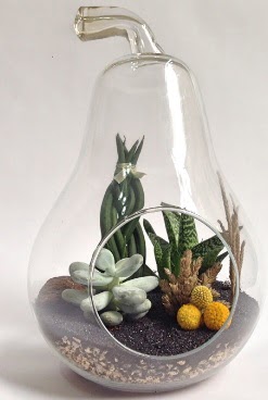 Orta boy armut 5 kakt�s terrarium  G�lba�� ankara �i�ek servisi , �i�ek�i adresleri 
