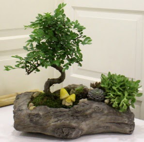 A�a� k�t�k i�erisinde Bonsai ve Kakt�s  G�lba�� �i�ek sipari�i yurti�i ve yurtd��� �i�ek sipari�i 