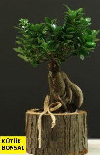 K�t�k i�erisinde Bonsai japon a�ac�  G�lba�� �i�ek yolla , �i�ek g�nder , �i�ek�i  