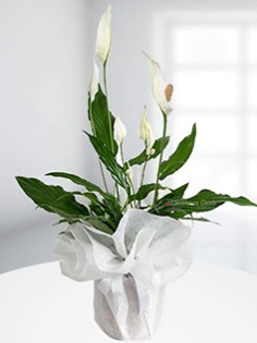 Spathiphyllum �i�e�i Bar�� �i�e�i  G�lba��na �i�ek , �i�ek�i , �i�ek�ilik  