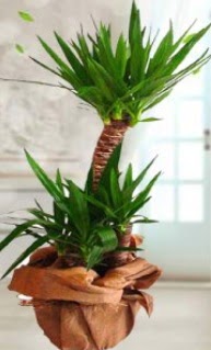 2 li yucca saks� �i�ek bitkisi  G�lba�� �i�ek�i g�venli kaliteli h�zl� �i�ek 