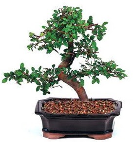 İthal bonsai japon ağacı  Gölbaşı çiçekçi güvenli kaliteli hızlı çiçek 