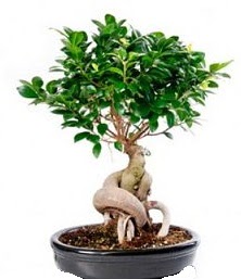 Bonsai japon a�ac� seramik i�inde  G�lba�� �i�ek yolla online �i�ek�i , �i�ek sipari�i 