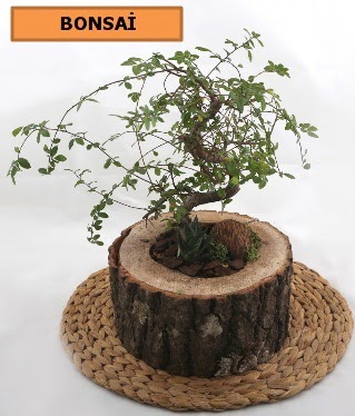 Do�al a�a� k�t�k i�erisinde bonsai bitkisi  G�lba�� �i�ek g�nder cicekciler , cicek siparisi 
