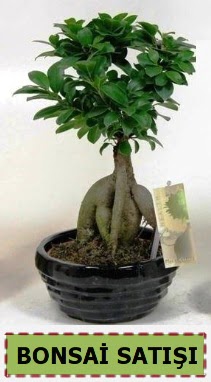 Bonsai japon a�ac� ginseng bonsai  G�lba�� �i�ek�iler  �i�ek sipari�i sitesi 