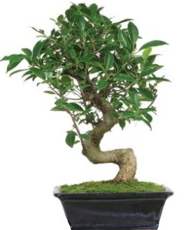 Bonsai saks� bitkisi japon a�ac�  Ankara �i�ek�i G�lba�� �nternetten �i�ek sipari�i 