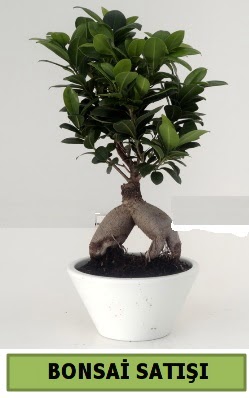 Bonsai japon a�ac� sat���  �i�ek�i G�lba�� �i�ek�i ma�azas� 