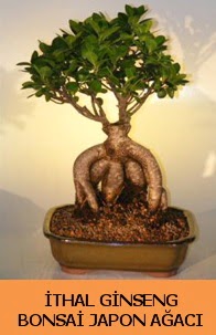 �thal japon a�ac� ginseng bonsai sat���  Ankaradaki �i�ek�iler G�lba�� cicek , cicekci 