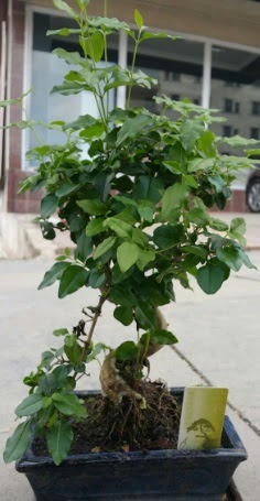 Bonsai japon a�ac� saks� bitkisi  Ankara �i�ek�i G�lba�� �nternetten �i�ek sipari�i 