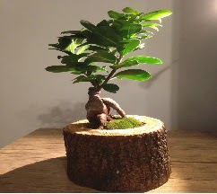 Do�al k�t�kte Bonsai japon a�ac� sat���  G�lba�� �i�ek sipari�i yurti�i ve yurtd��� �i�ek sipari�i 
