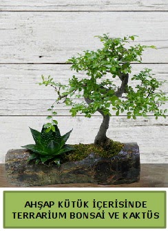 Ah�ap k�t�k bonsai kakt�s teraryum  G�lba�� �i�ek yolla , �i�ek g�nder , �i�ek�i  