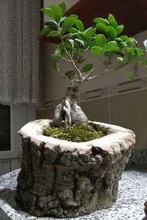 Ah�ap k�t�k i�erisinde ginseng bonsai  G�lba�� �i�ek yolla , �i�ek g�nder , �i�ek�i  