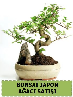 Bonsai japon  a�ac� sat��� Minyat�r �thal  G�lba�� �i�ek yolla , �i�ek g�nder , �i�ek�i  