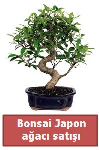 Japon a�ac� bonsai sat���  G�lba�� �i�ek�i g�venli kaliteli h�zl� �i�ek 