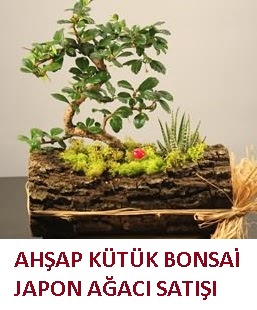 Ah�ap k�t�k i�erisinde bonsai ve 3 kakt�s  G�lba�� �i�ek kaliteli taze ve ucuz �i�ekler 