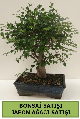 Minyat�r bonsai japon a�ac� sat���  G�lba�� �i�ek g�nder cicekciler , cicek siparisi 