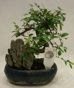 �thal 1.ci kalite bonsai japon a�ac�  Ankara G�lba�� hediye sevgilime hediye �i�ek 